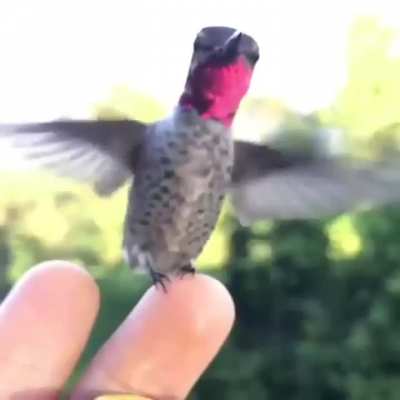Hummingbird feet :o