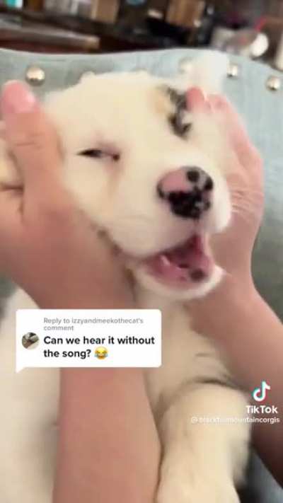 Lil&rsquo; puppy noises