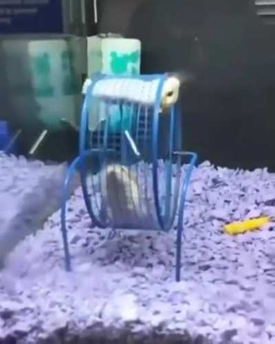Hamster hop