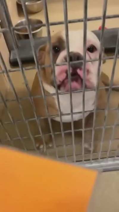 This girl from the dog shelter finally waited for her new owner...