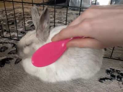 Brush me human mother. Pink brush for the princess