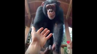 When someone asks how to get to Tendieland...Ape show them the way 🚀