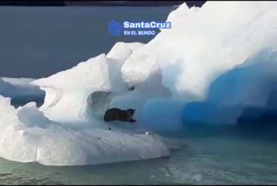 Puma en Lago Argentino , Santa Cruz.