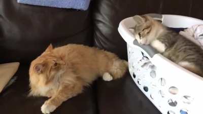 Samus isn&rsquo;t a fan of the new kitten