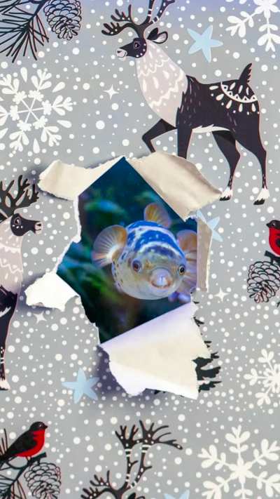 Merry Fishmas!