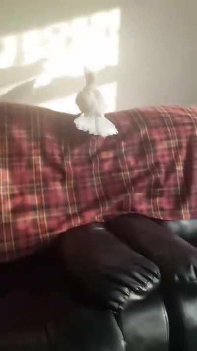 Look at this drone go beserk when it lost its target