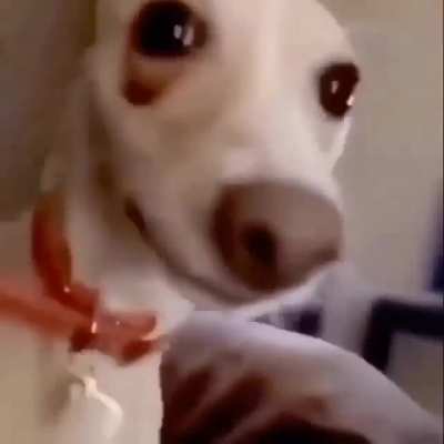 me perro dank