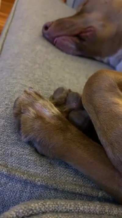 Whatcha think he&rsquo;s dreaming about?