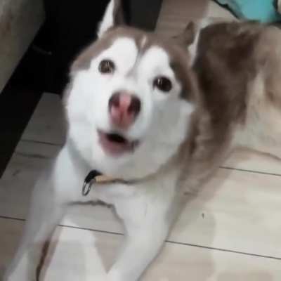 He s c r e a m