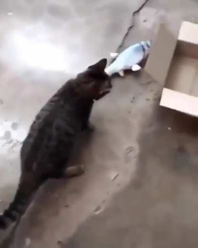 Pretty much sums up cats lol