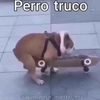 Perro truco 🥵