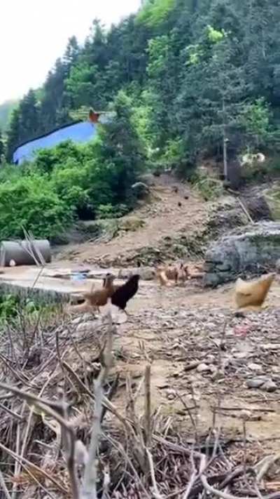 Chinese girl shouts "It's time for meal" and the chickens come flying from the forest