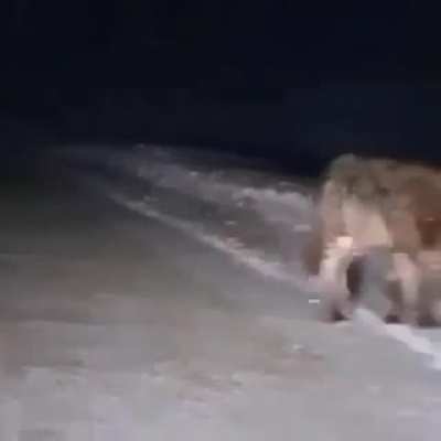 This gigantic wolf