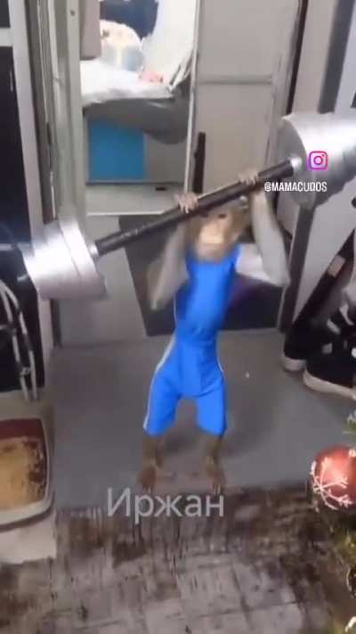Macaco da Growth