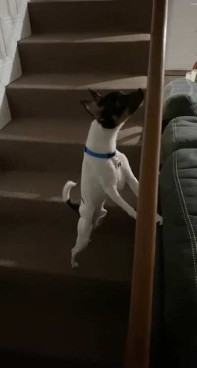 Perfectly cut dog bark