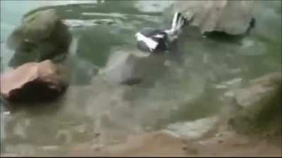 Here&rsquo;s something you don&rsquo;t see everyday. A turtle taking out a pigeon.