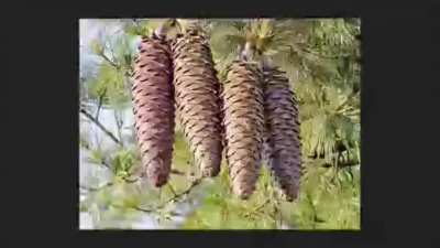 pinecone