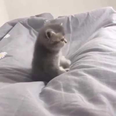 ❤️❤❤️ Meow. I said MEOW! ❤️❤❤️
