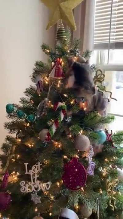 We almost made it to Christmas without a tree incident&hellip;.