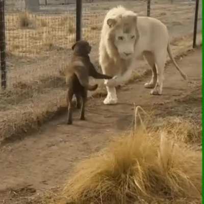 Lion being such a gentleman