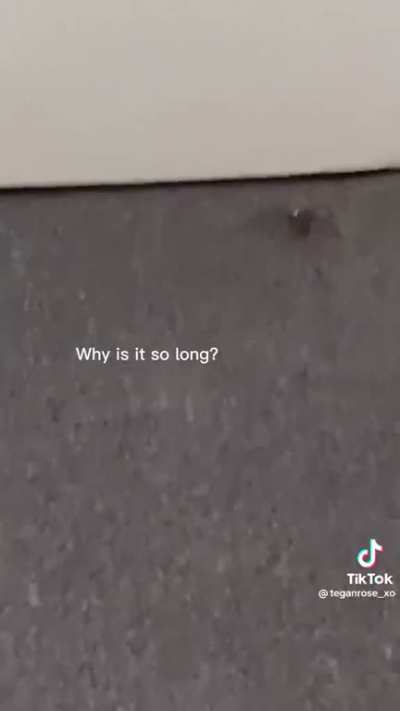 I dont think she likes spiders