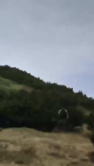 Bear close to little kid on the Brenta mountain chain in the north of Lake Garda above Malga Pr&agrave; da Giovo (Sporminore)