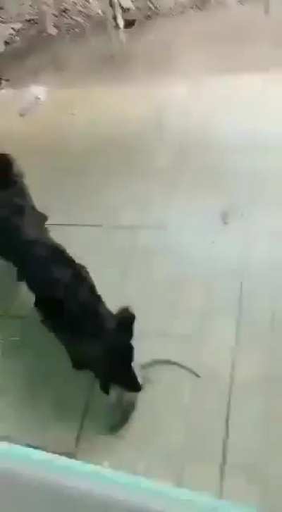 Look, doggie got the lizard