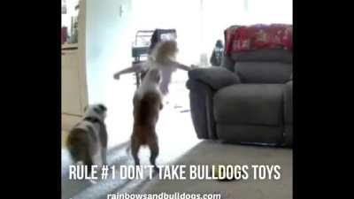Rule #1 Don&rsquo;t take the bulldogs toys (kids just never listen) 😂