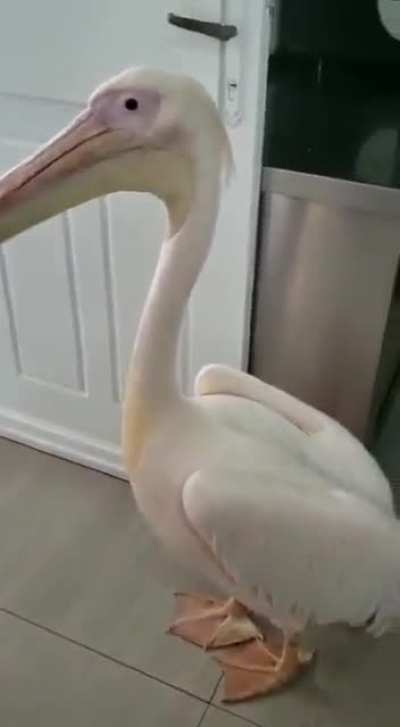 pelipper