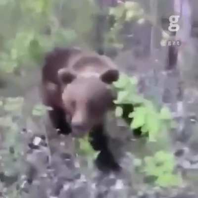 Idiot gets lucky as bear attacks him after he kicked the bear in the behind