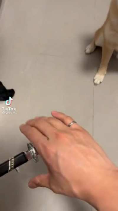 Poor dogo