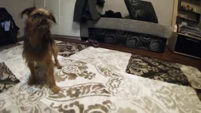 Crazy dog and his ball