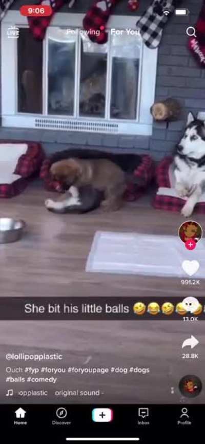 Teething isn&rsquo;t good for balls (couldn&rsquo;t save video direct)