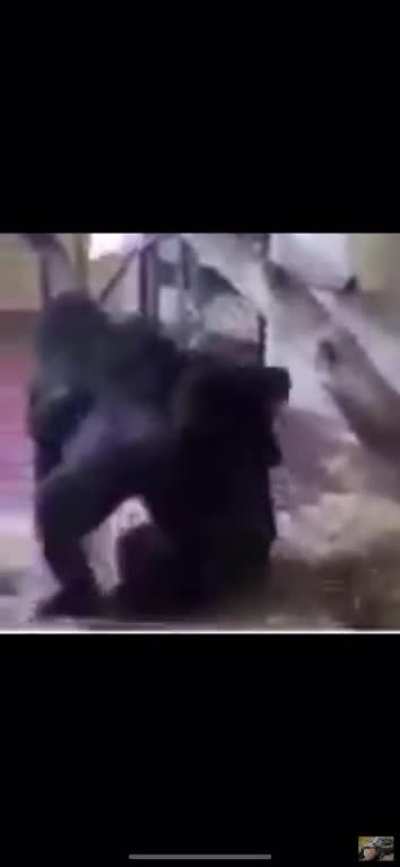 Me when see girl monkey