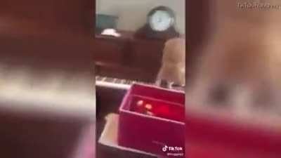 Котэ не меломан