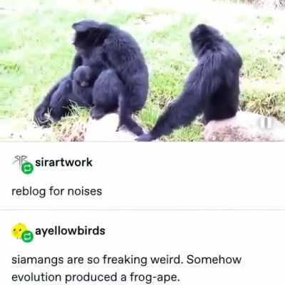 That&rsquo;s the last sound I&rsquo;d expect to come from an ape
