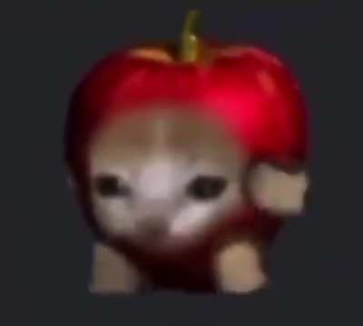 Gato Manzana