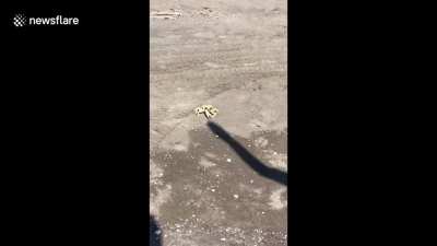 Crabs hate shadows