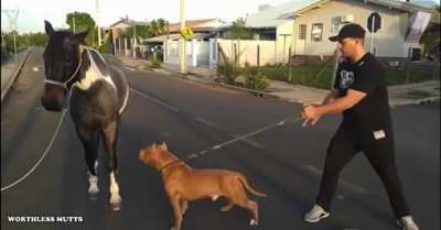 Absolute morons try to introduce their dog to a horse. It doesn't go well.