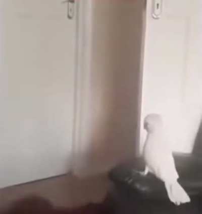 Cockatoo has a bit of a reaction