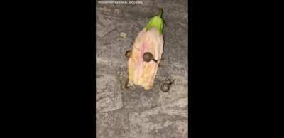 Snails