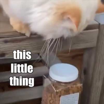 Persuasive Cat