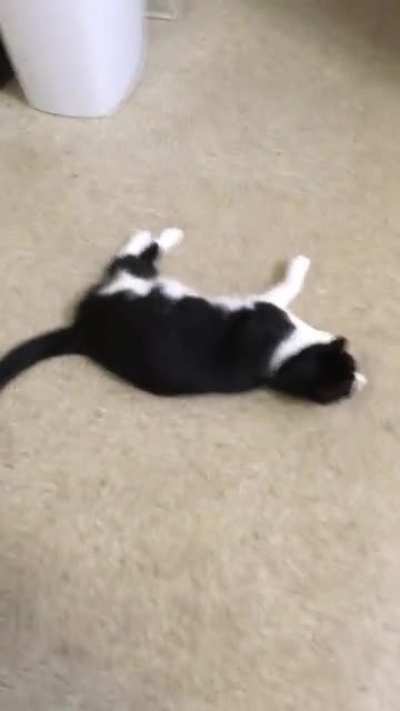 Y&rsquo;all know belly rubs and consequent biting ensued