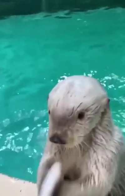 otter sponges
