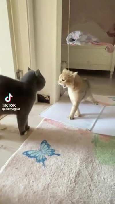 Perfectly cut🙀🙀