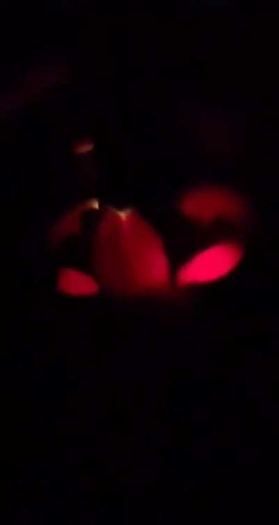 Cat + Flashlight = Devil