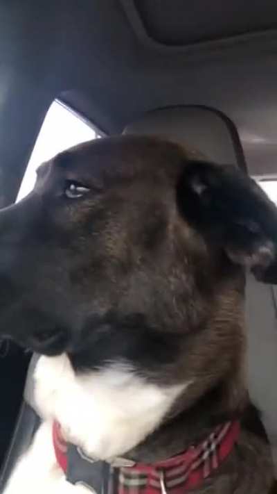 To engage with your dog