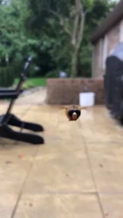 Helicopter Bug