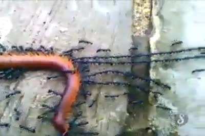 This is how ants work together to capture their prey