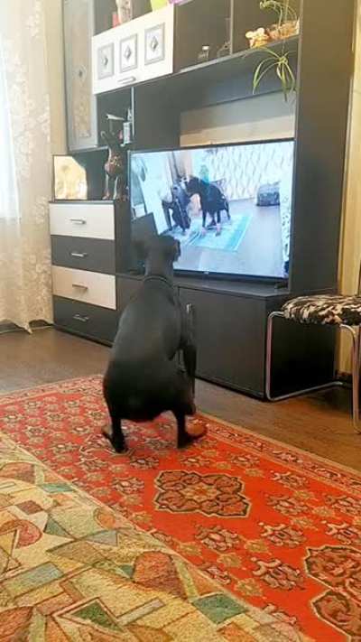 Собака - повторяка